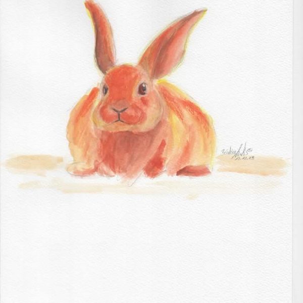 Bunny